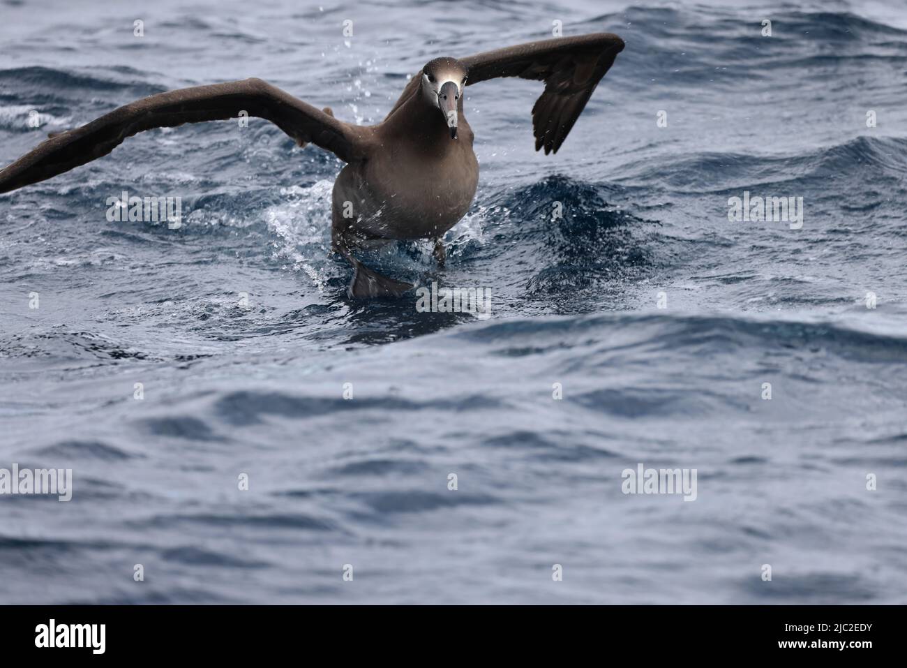 Black-footed albatross (Diomedea nigripes) in Japan Stock Photo