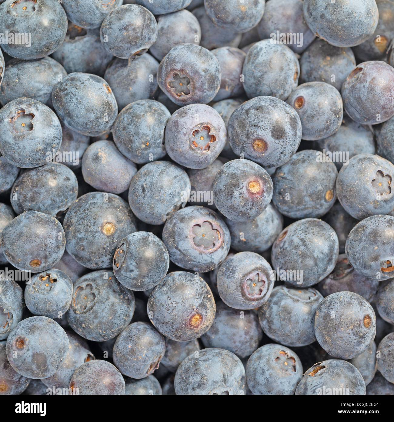 Blueberries, Vaccinium corymbosum, in a closeup Stock Photo