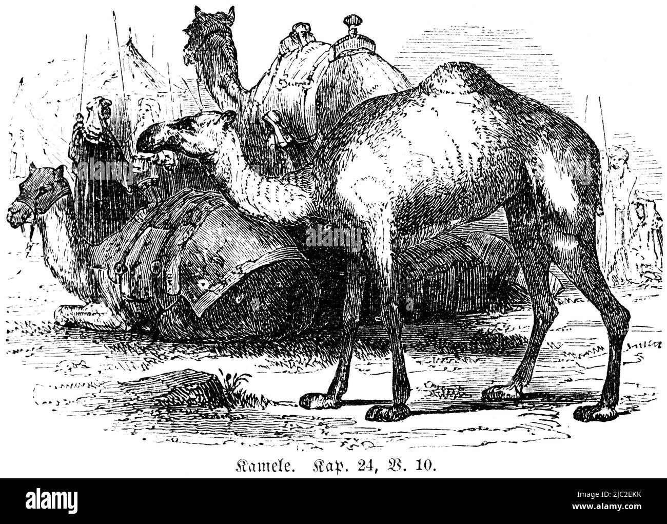 Camels, Bible, Old Testament, First Book of Moses, Genesis, Chapter 24, Verse 10, historical Illustration 1850 Stock Photo