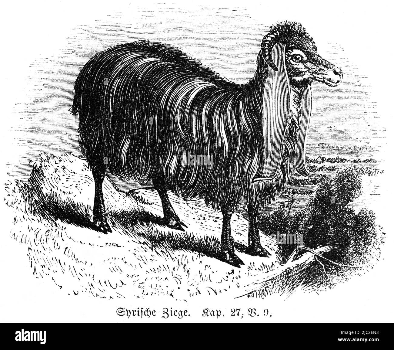 Syrian goat, Bible, Old Testament, First Book of Moses, Genesis, Chapter 27, Verse 9, historical Illustration 1850 Stock Photo