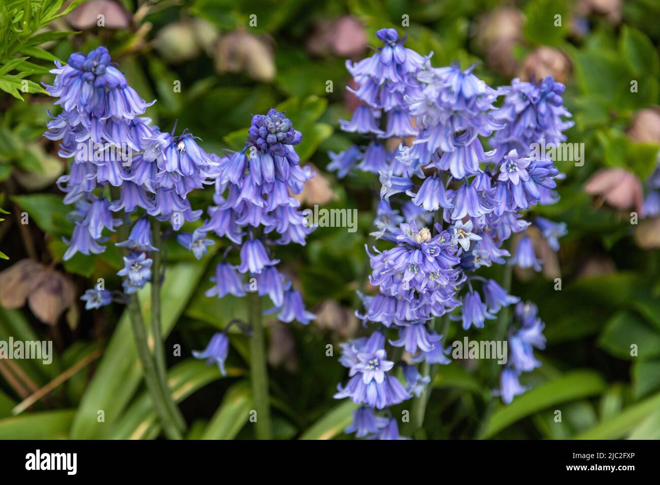 Hyacinthoides hispanica, flowering Bluebells in spring in the gardens of Sudeley Castle, Sudeley, Gloucestershire, Cotswolds, England, UK. Stock Photo