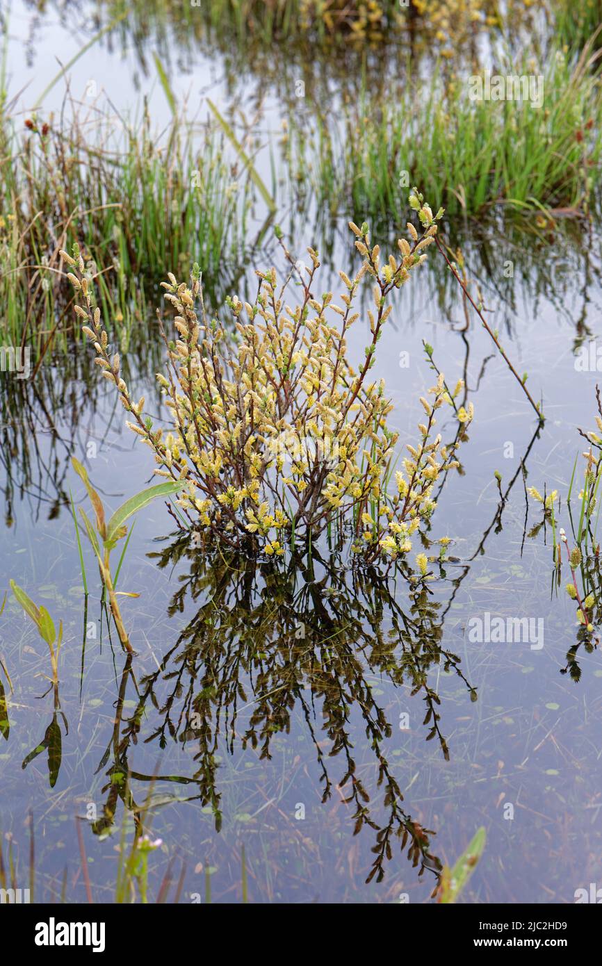Creeping willow (Salix repens) flowering in a flooded dune slack, Kenfig NNR, Glamorgan, Wales, UK, May. Stock Photo