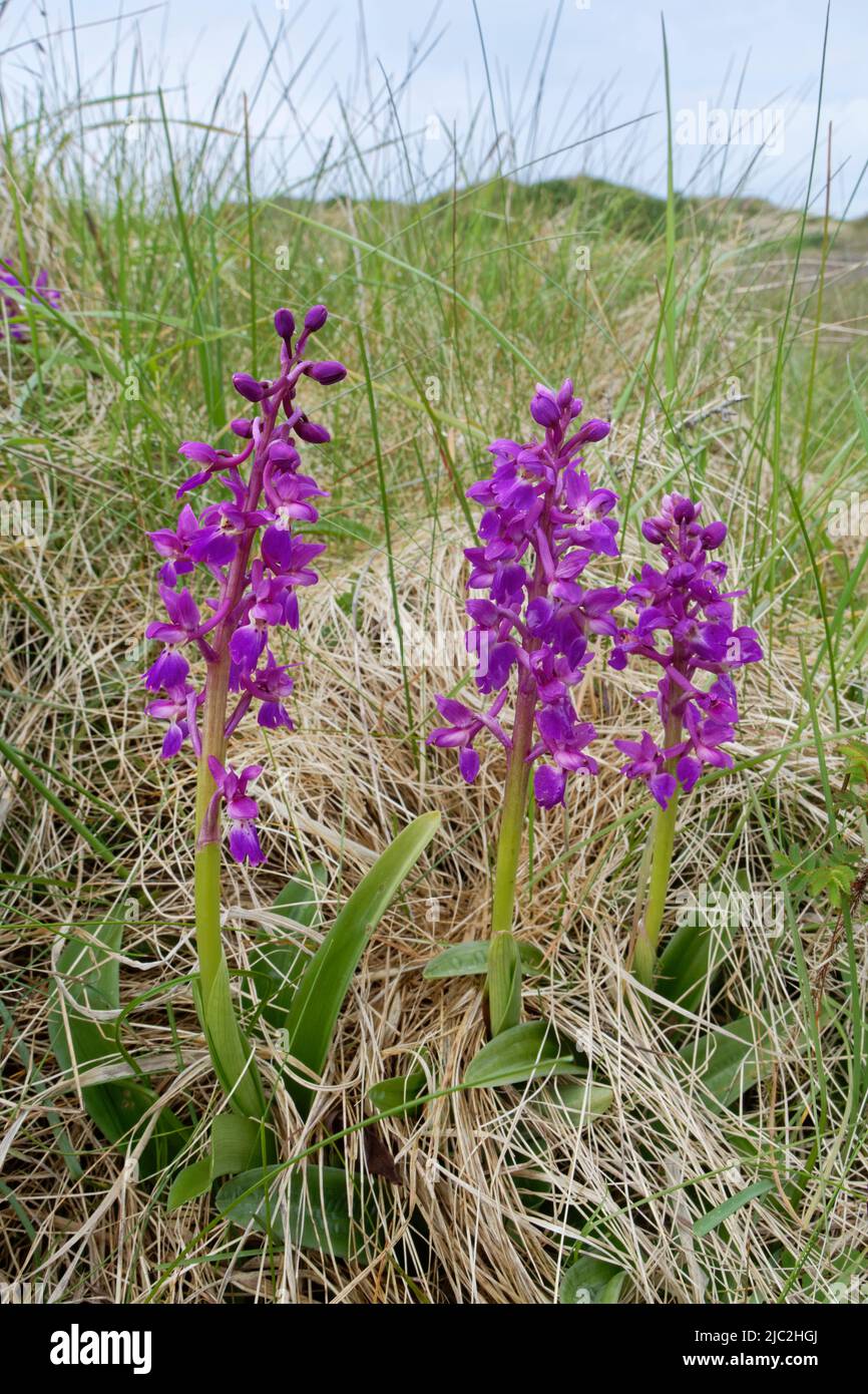 Early purple orchids (Orchis mascula) flowering in Sand dunes,  Kenfig NNR, Glamorgan, Wales, UK, May. Stock Photo