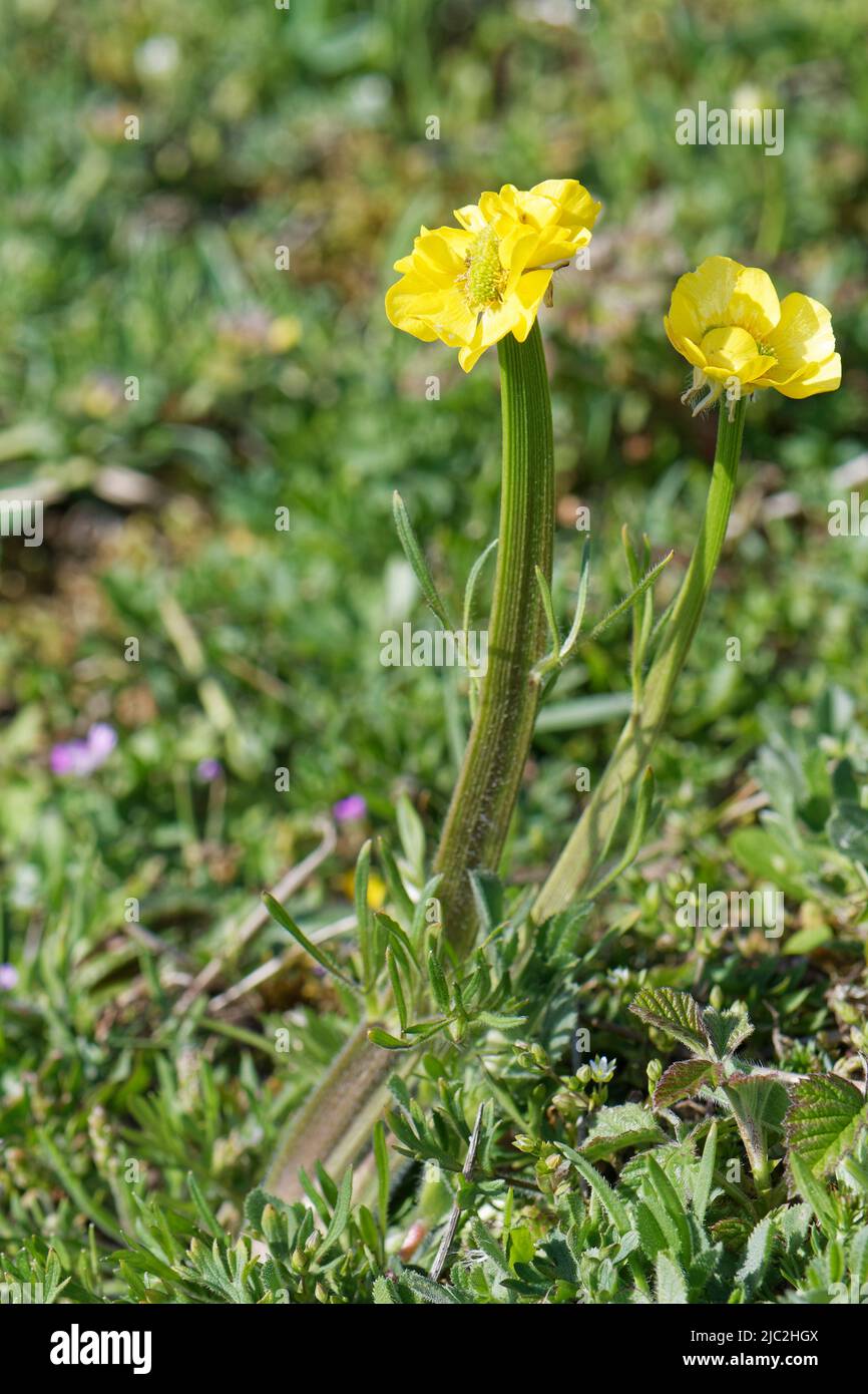 Bulbous buttercup (Ranunculus bulbosus) with flattened “fasciated” stems and elongated flowerheads, Kenfig NNR, Glamorgan, Wales, UK, May. Stock Photo