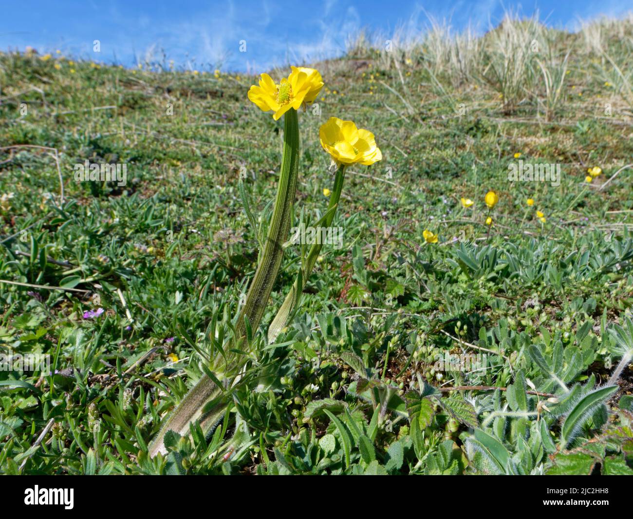 Bulbous buttercup (Ranunculus bulbosus) with flattened “fasciated” stems and elongated flowerheads, Kenfig NNR, Glamorgan, Wales, UK, May. Stock Photo