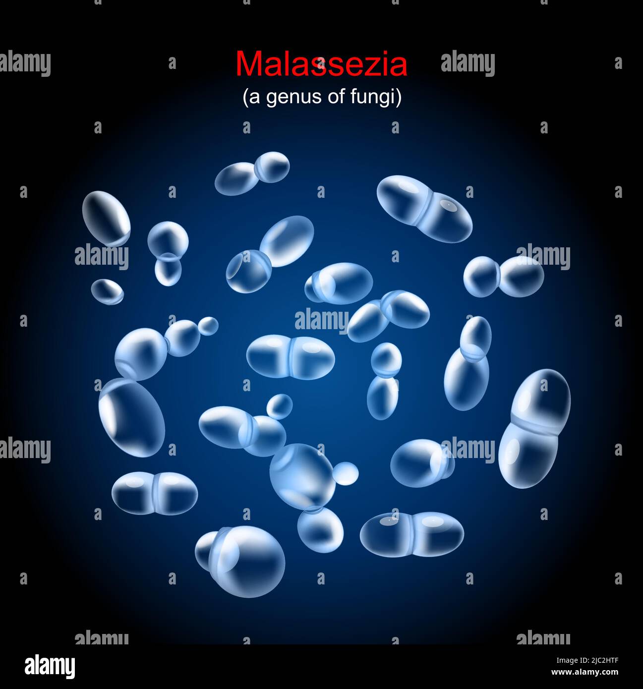 Malassezia. fungus that caused of Tinea versicolor, pityriasis and other skin disease. Close-up of yeast colony on dark background. realistic vector Stock Vector