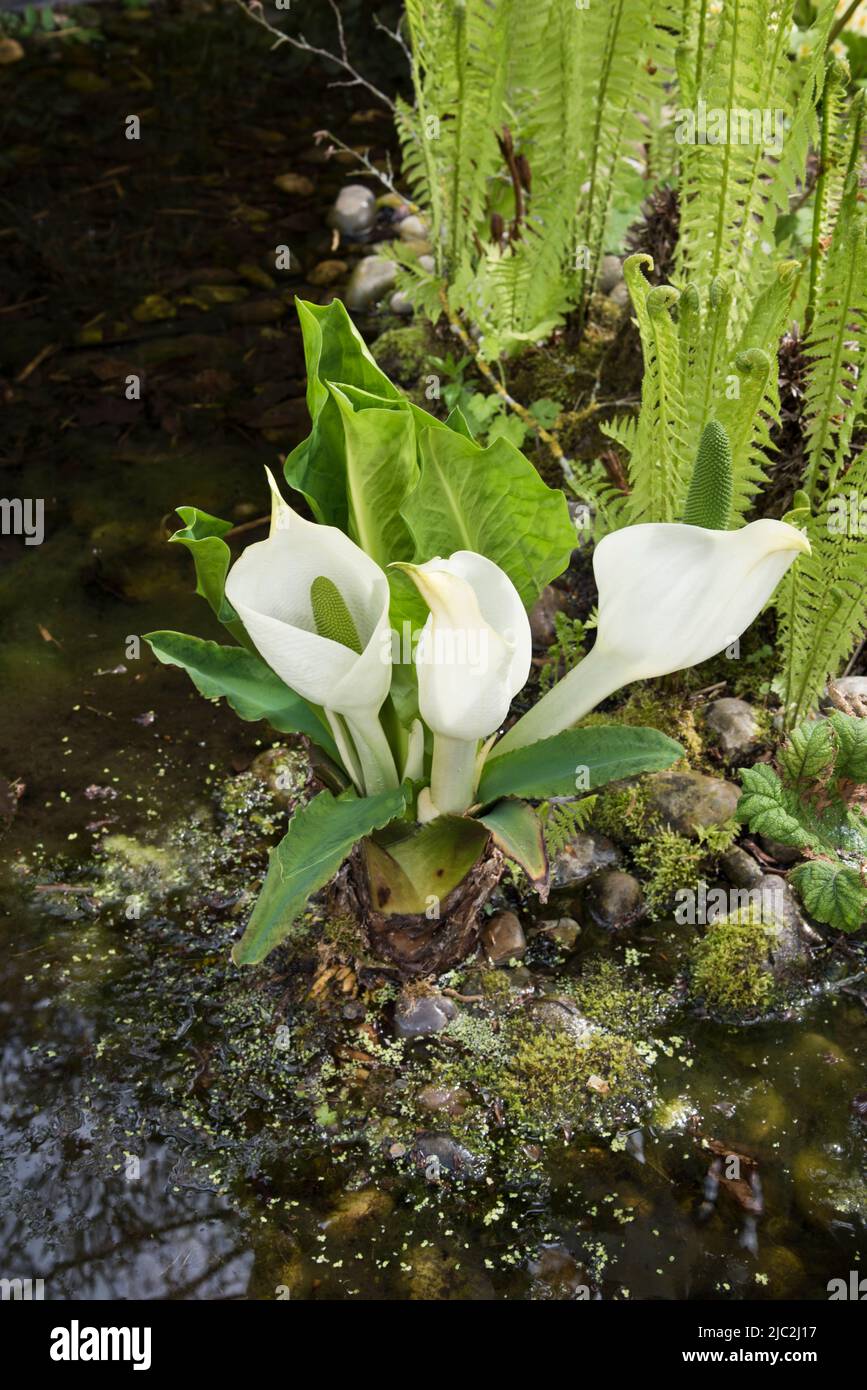 Lysichiton Americanus (Skunk cabbage) and  various other moisture loving plants Stock Photo