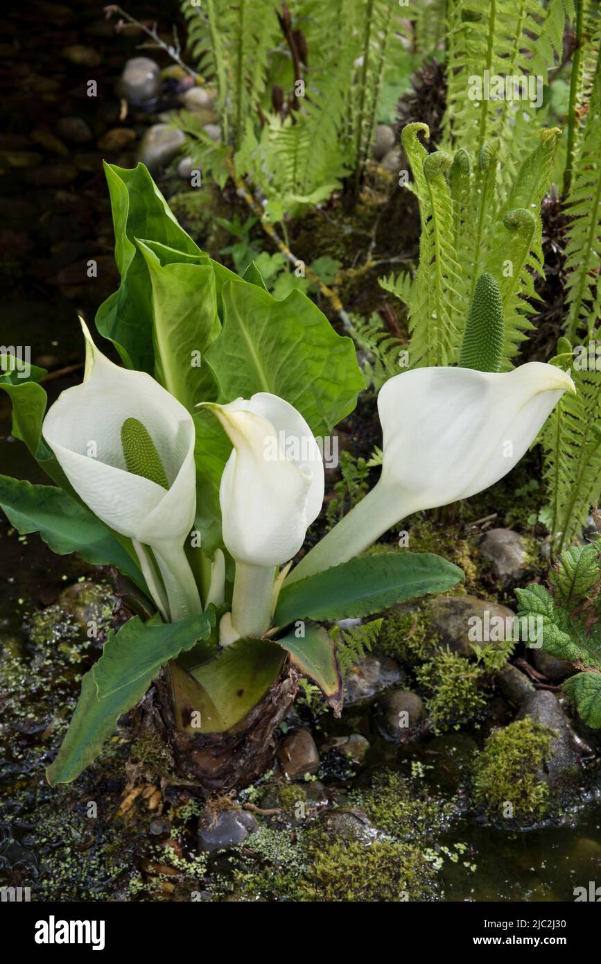 Lysichiton Americanus (Skunk cabbage) and  various other moisture loving plants Stock Photo
