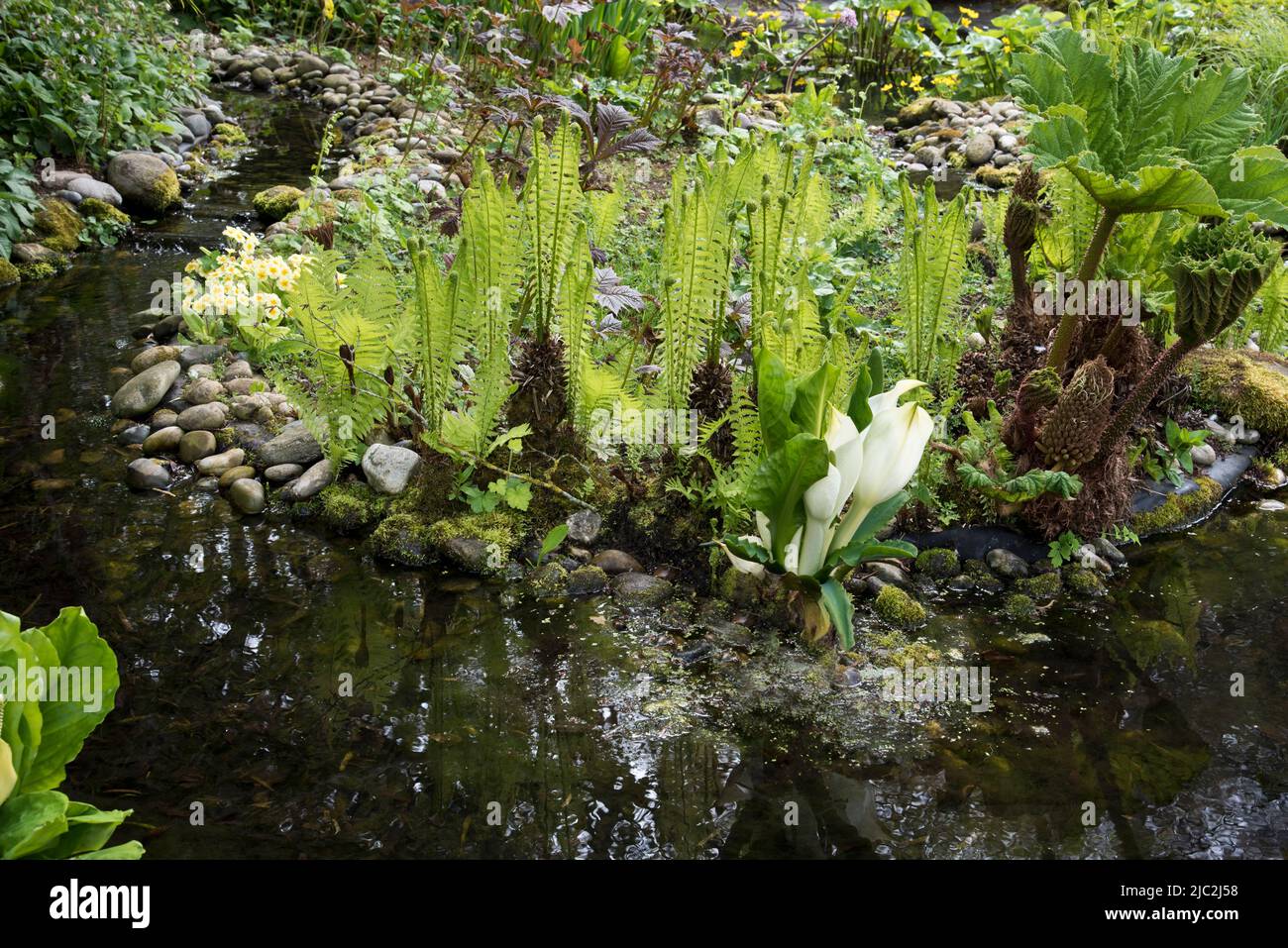 Lysichiton Americanus (Skunk cabbage) and  various other moisture loving plants Stock Photo