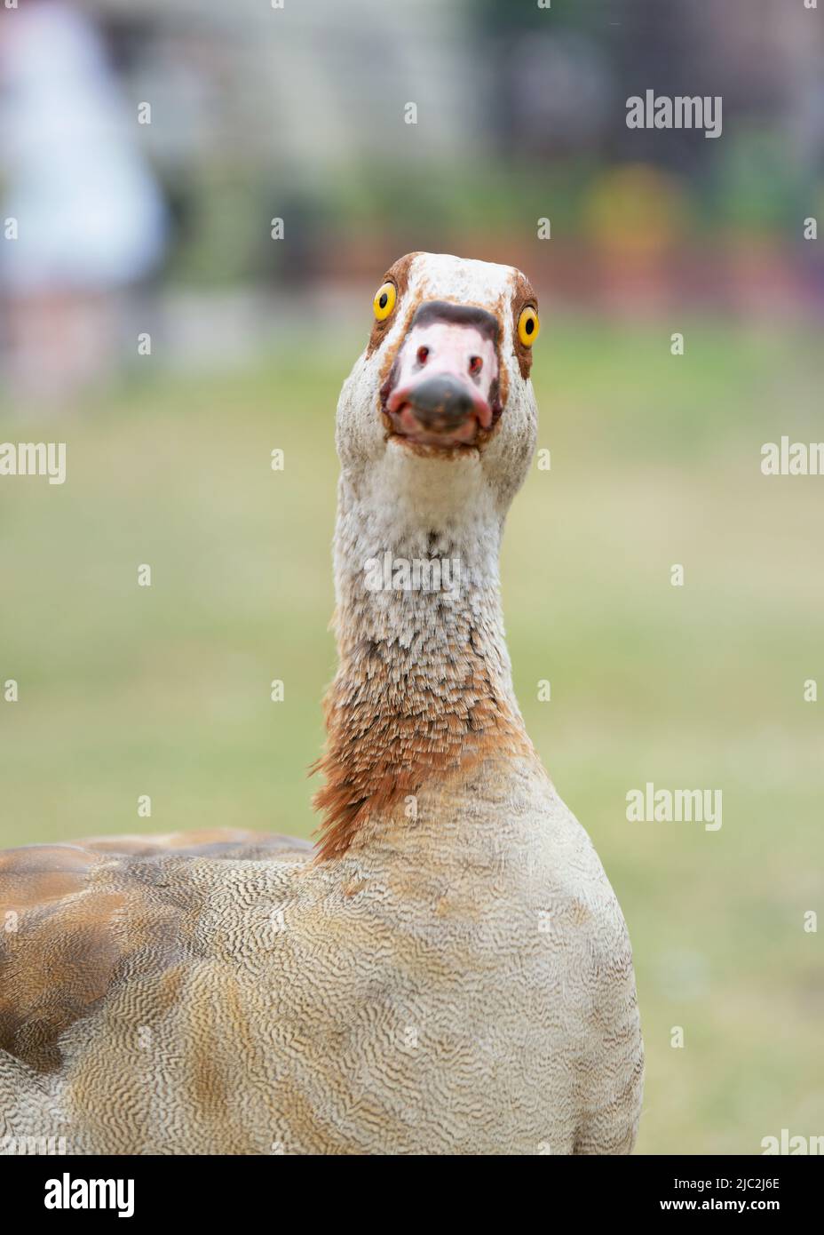 Portrait of a funny nile goose looking at the camera Stock Photo