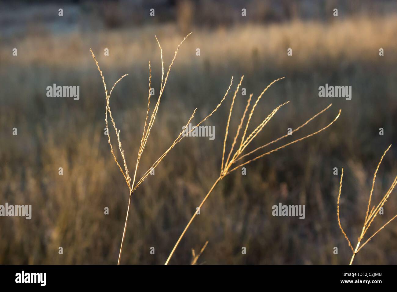 The large finger-like Stalks of Giant Pongola Grass, illuminated in the golden morning light in the rural Free State, South Africa Stock Photo