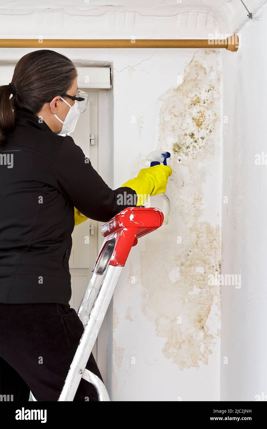 Woman removing mold or mildew growing on the external wall of her bedroom in an old house with antifungal spray and tissues. Stock Photo