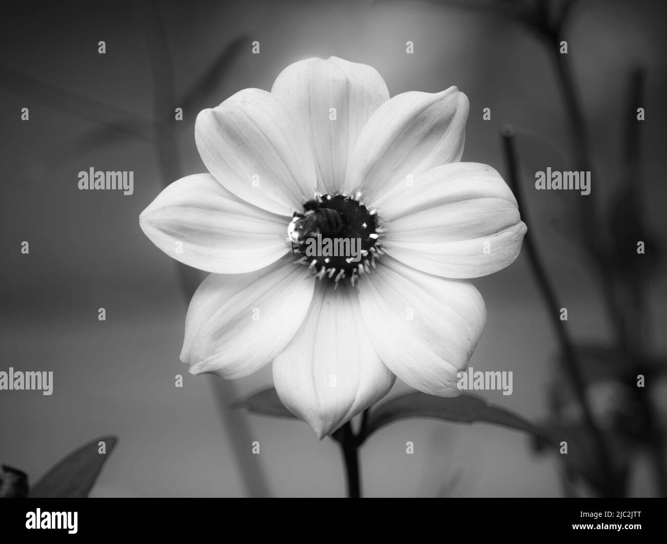 Black and white photo of a dreamy single Dahlia flower with a honeybee on the center disc flowers in spring or summer, Lancaster County, Pennsylvania Stock Photo