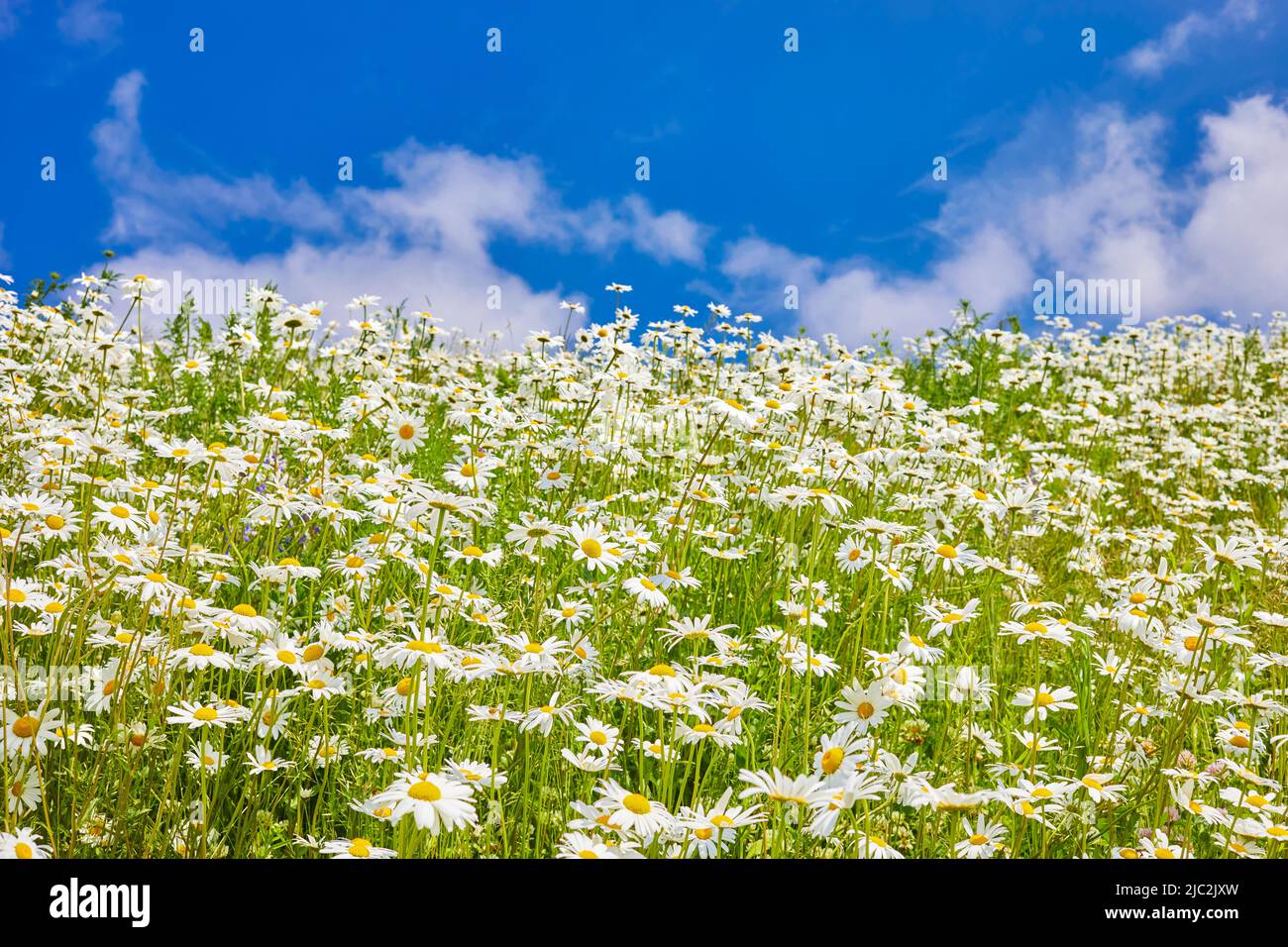Flowers daisies in summer meadow and blue sky with white clouds Stock ...