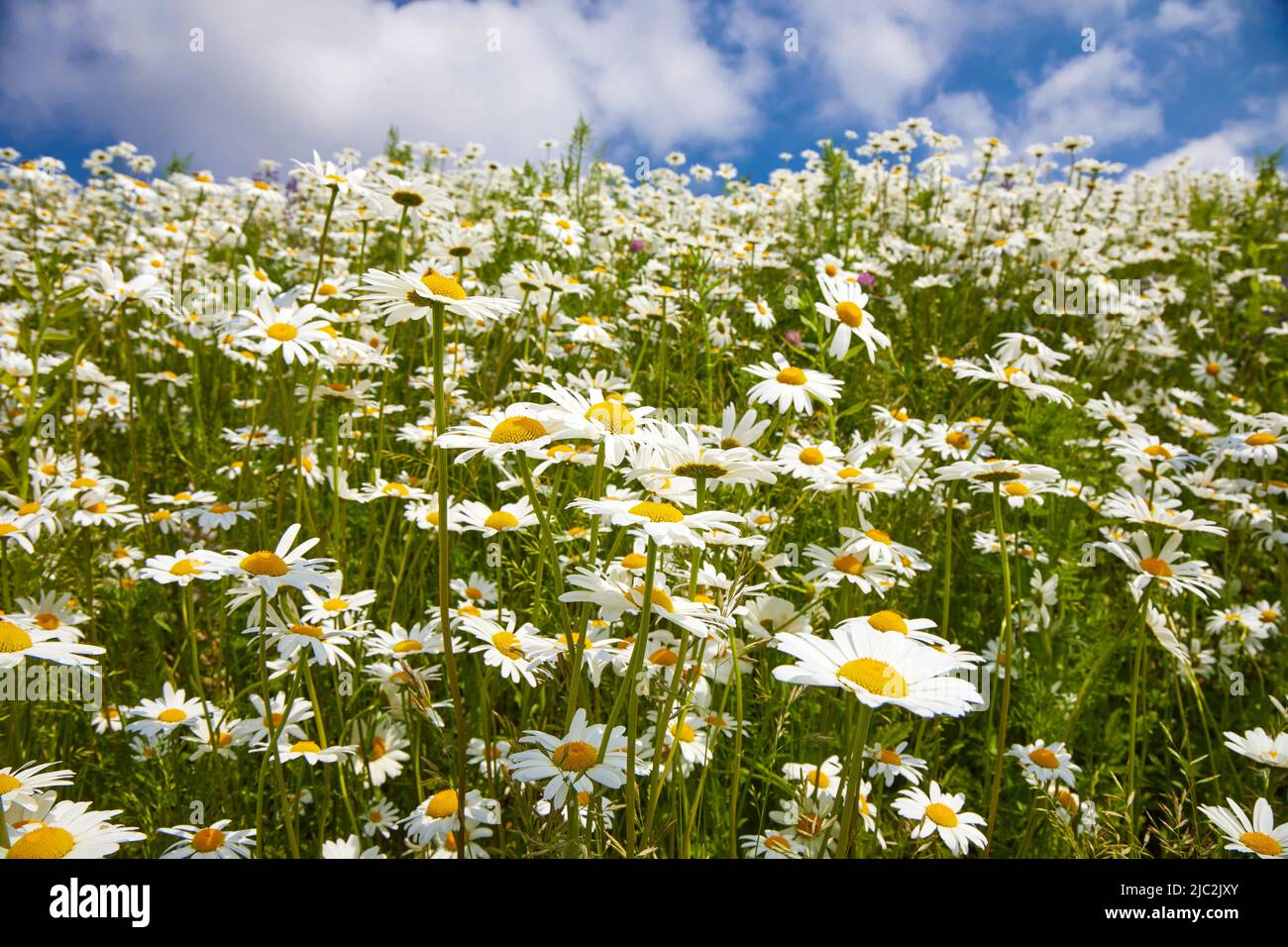Flowers daisies in summer meadow and blue sky with white clouds Stock ...