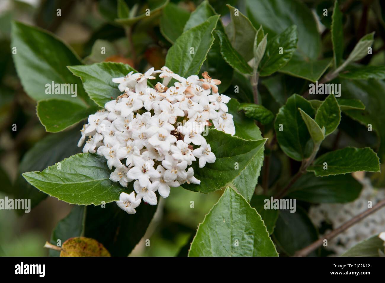 Viburum X Burkwoodii Stock Photo