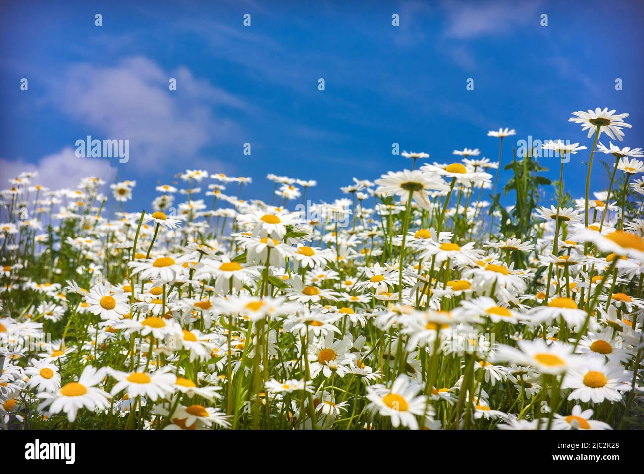 Flowers daisies in summer meadow and blue sky with white clouds Stock ...