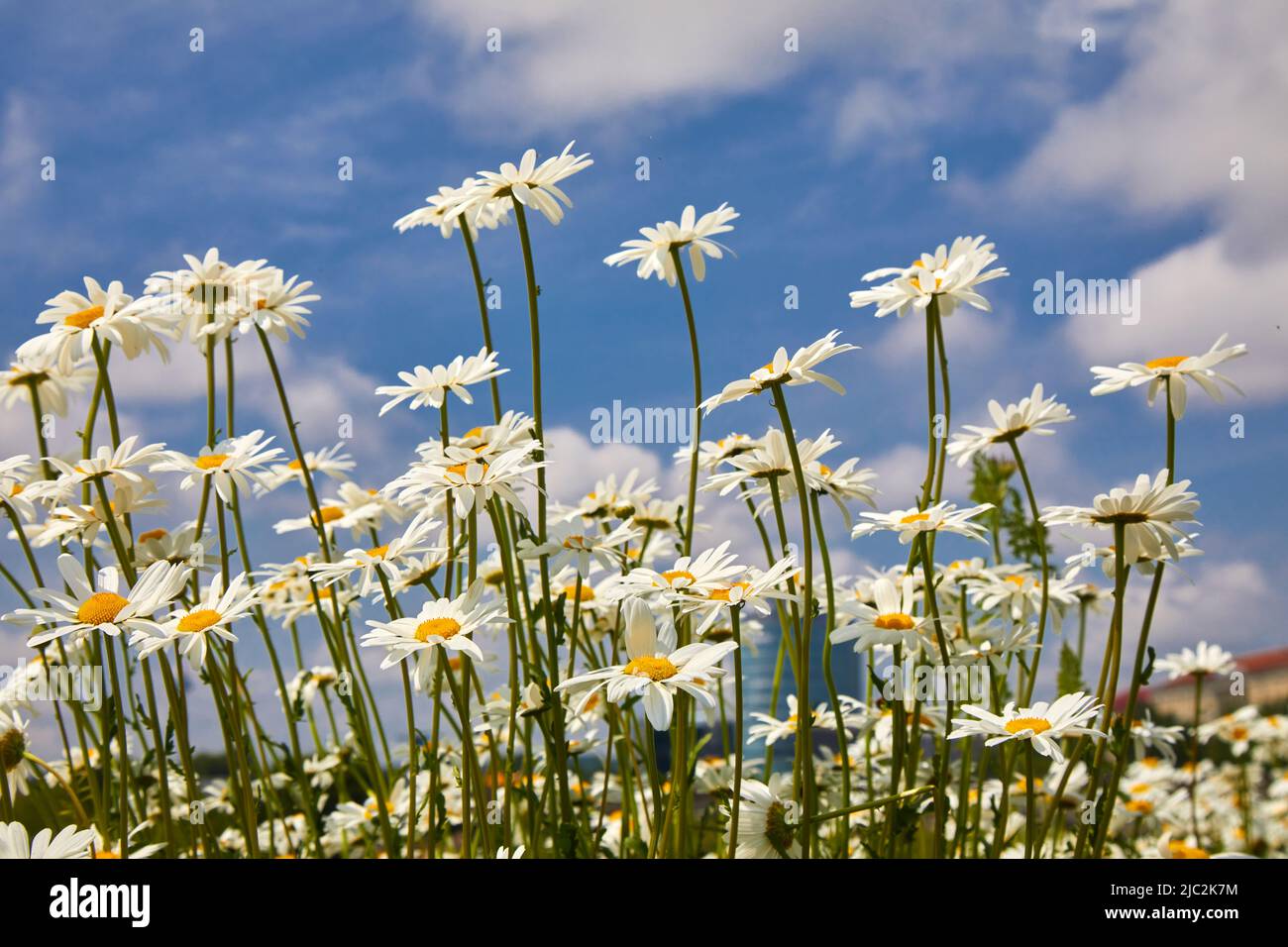 Flowers daisies in summer meadow and blue sky with white clouds Stock ...