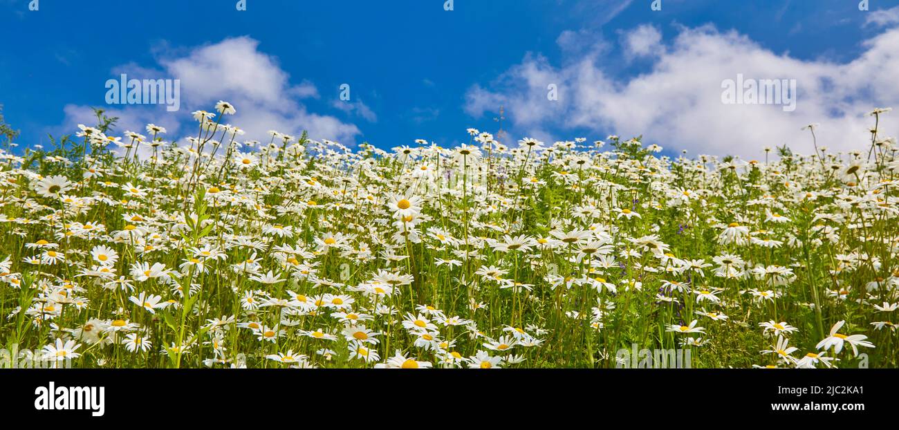 Flowers daisies in summer meadow and blue sky with white clouds Stock ...