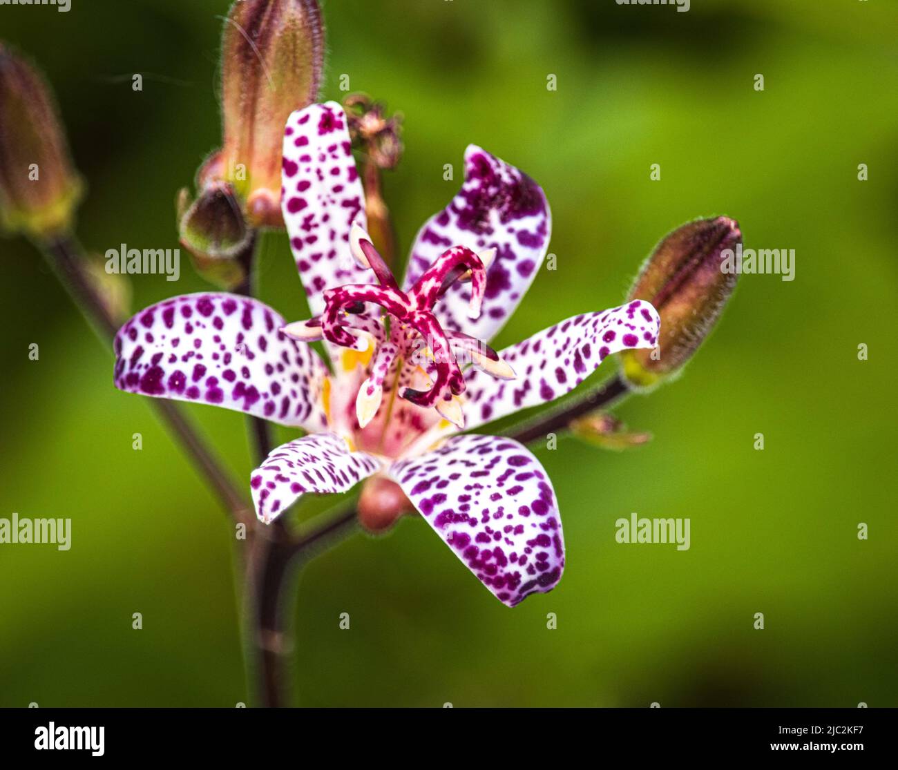 White with purple spots, Japanese toad lily, Trichyrtis hirta, with a green background, in summer or fall, Lancaster County, Pennsylvania Stock Photo