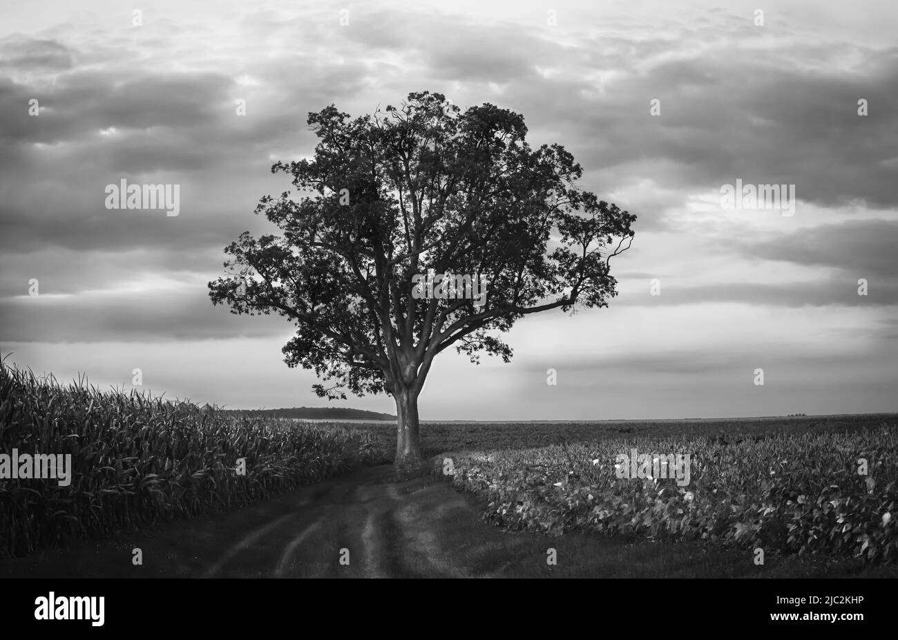 A lone oak tree standing in the middle of a field dividing a soybean field and a corn field with a clouded sky in the background, fall, Pennsylvania Stock Photo