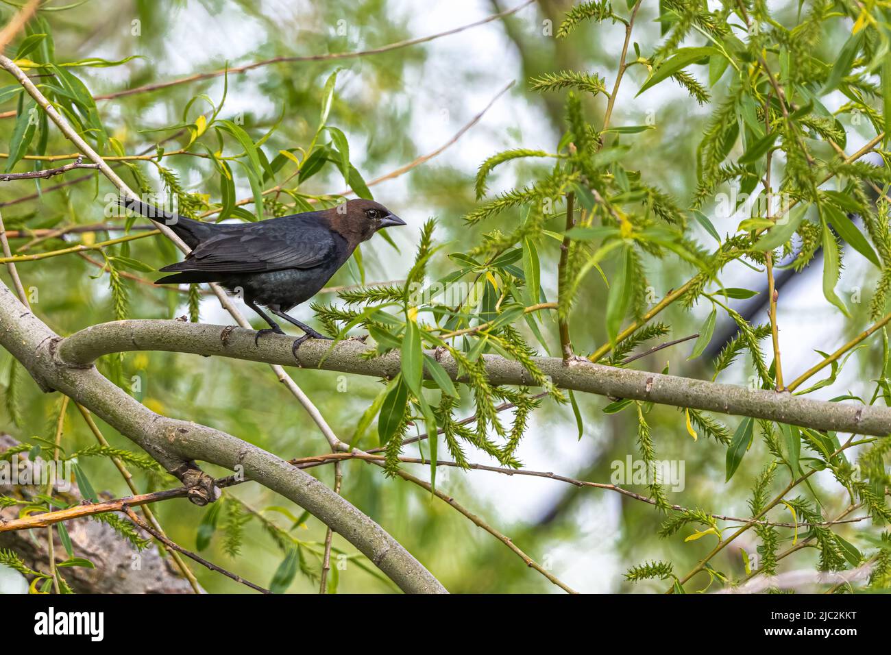 Brown-headed Cowbird (Molothrus Ater Stock Photo - Alamy