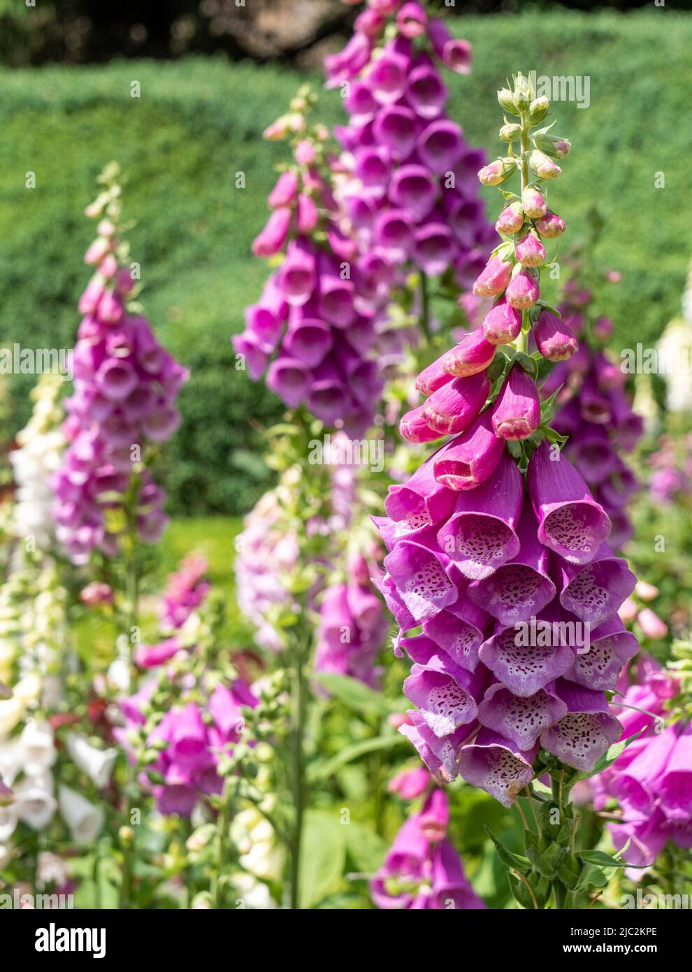 Stunning display of Foxgloves ( Digitalis ) in the formal walled ...