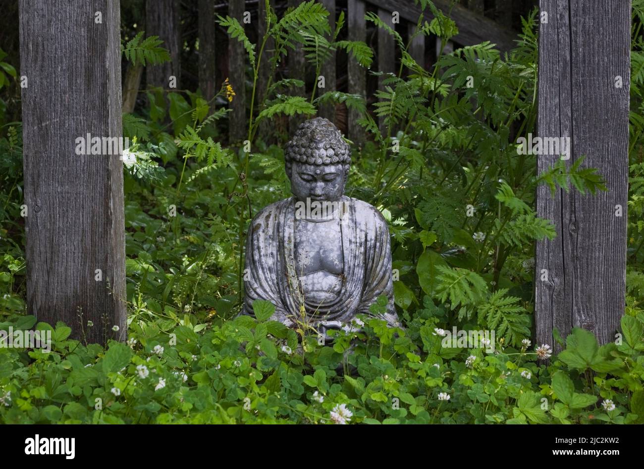 Sitting Buddha statue in landscaped backyard Zen garden in summer Stock
