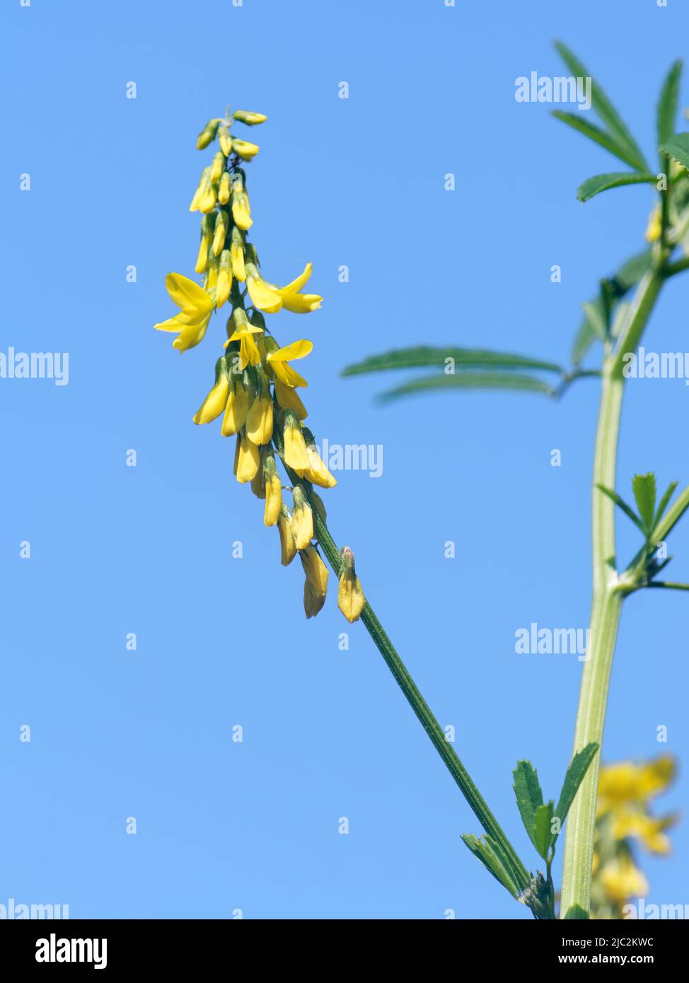 Tall or Golden melilot (Melilotus altissimus) flowering on marshy ground, Kenfig NNR, Glamorgan, Wales, UK, July. Stock Photo