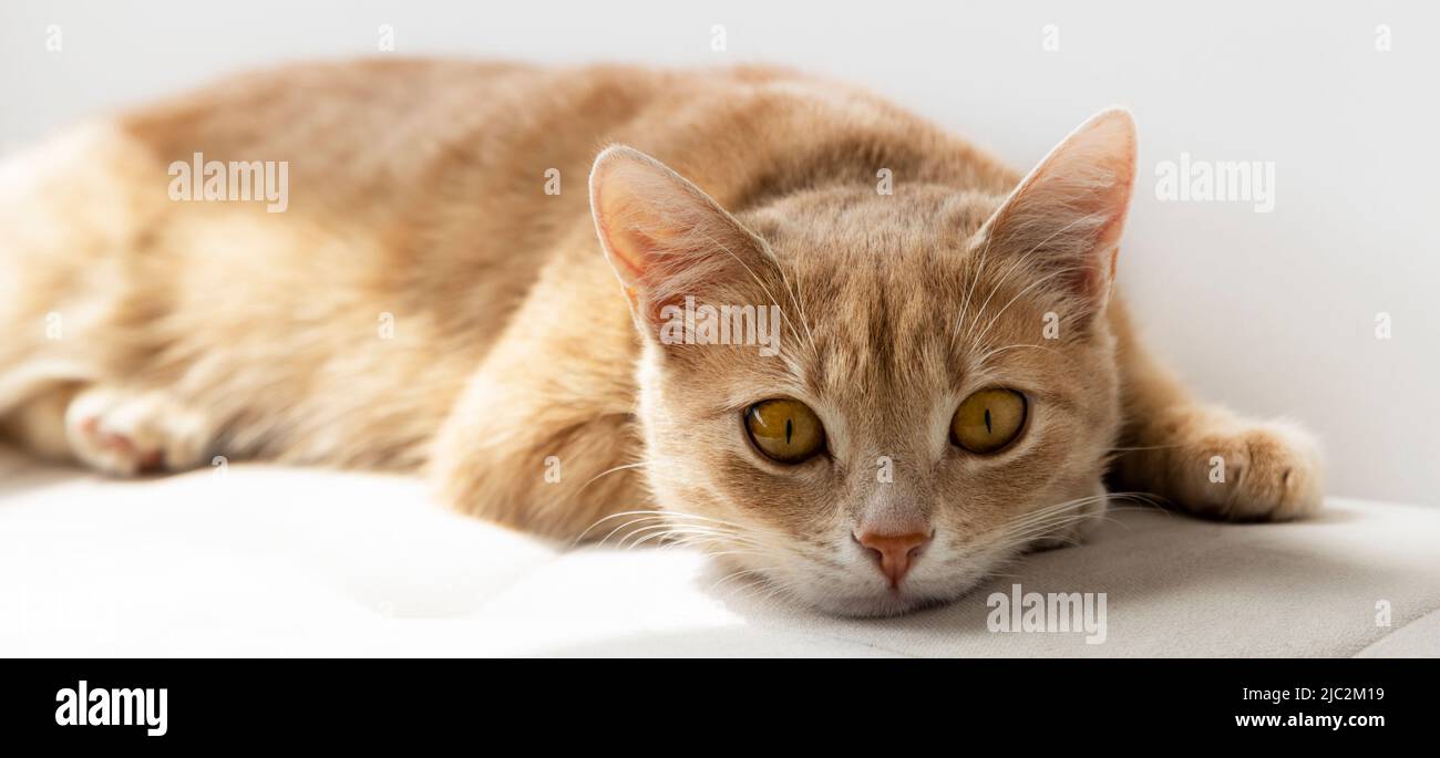 Red cat under the sun, close up. Stock Photo
