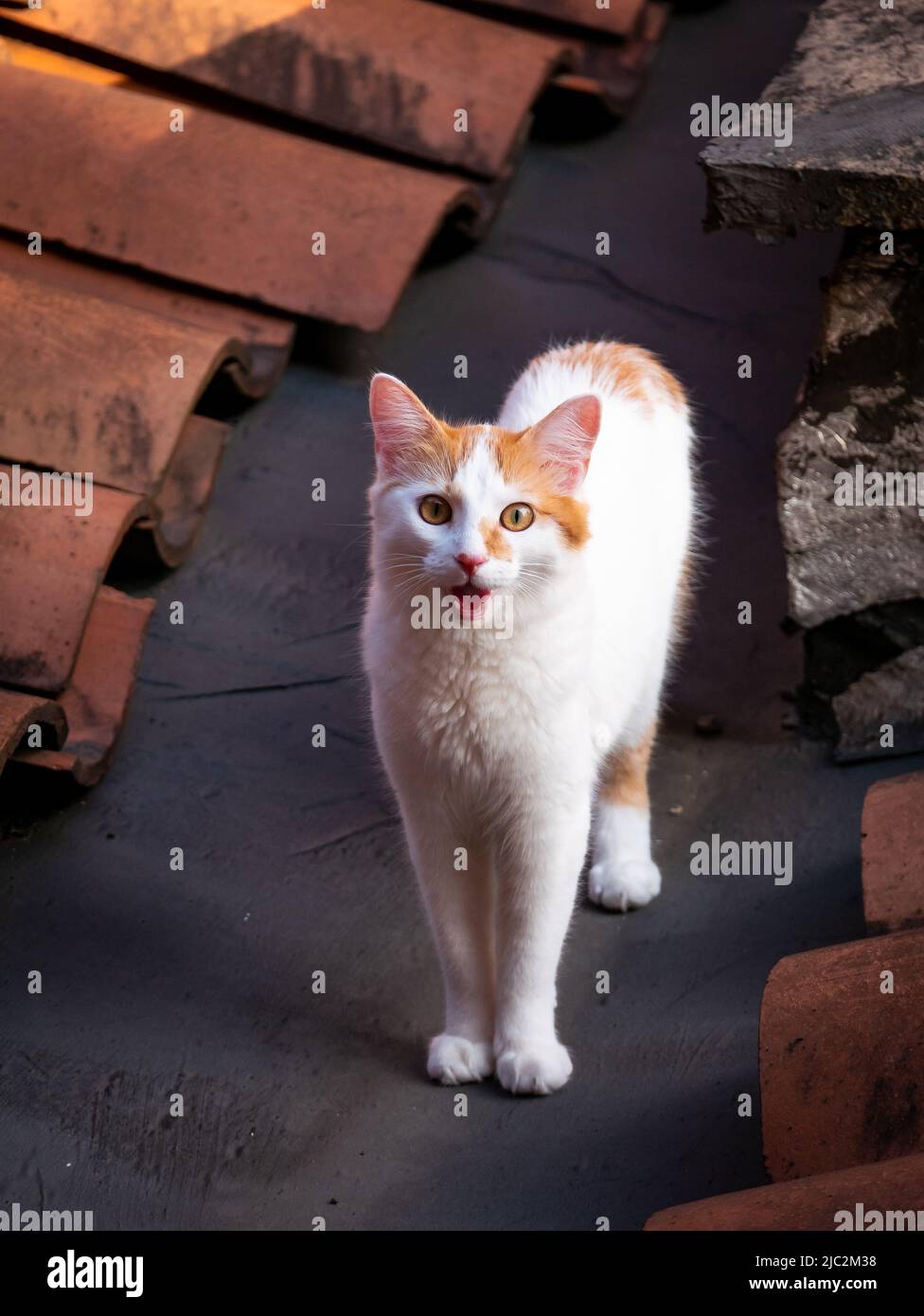 The White and Orange Cat Meowing on the Roof Stock Photo - Alamy
