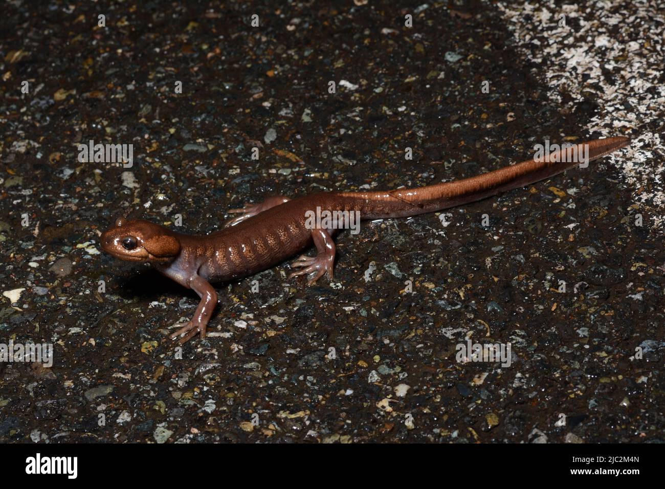 Northwestern Salamander (Ambystoma gracile) from King County, Washington, USA. Stock Photo