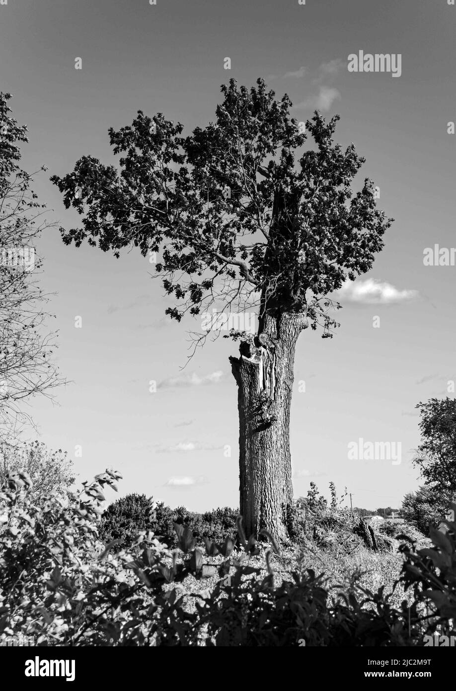 Farmer in field with new corn Black and White Stock Photos & Images - Alamy