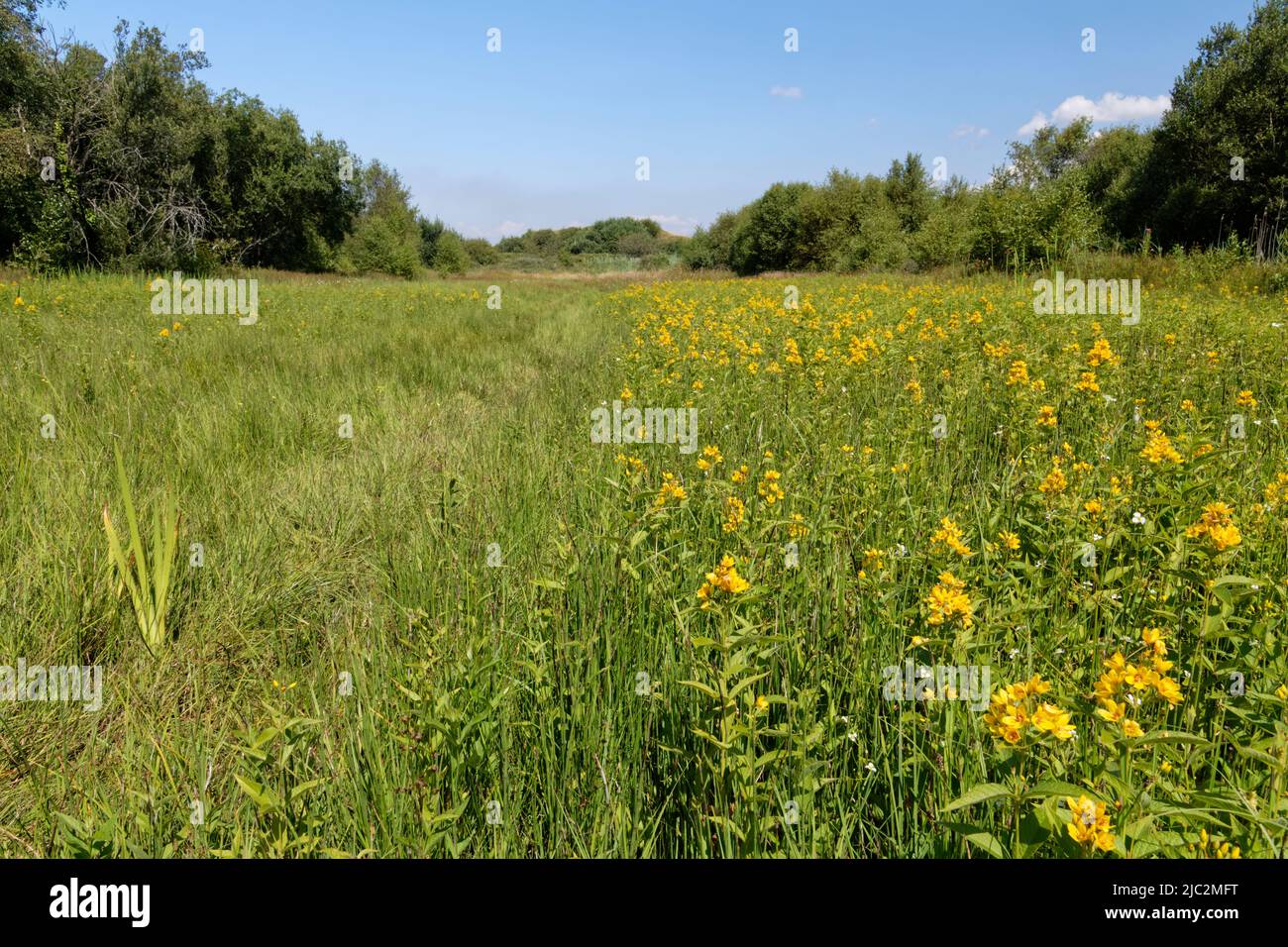 Yellow loosestrife (Lysimachia vulgaris) stand in a damp meadow, Kenfig NNR, Glamorgan, Wales, UK, July. Stock Photo