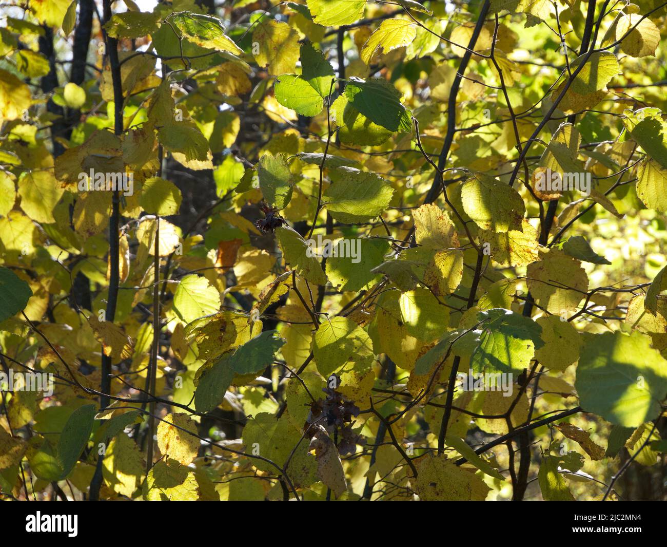 Elm plant hi-res stock photography and images - Alamy