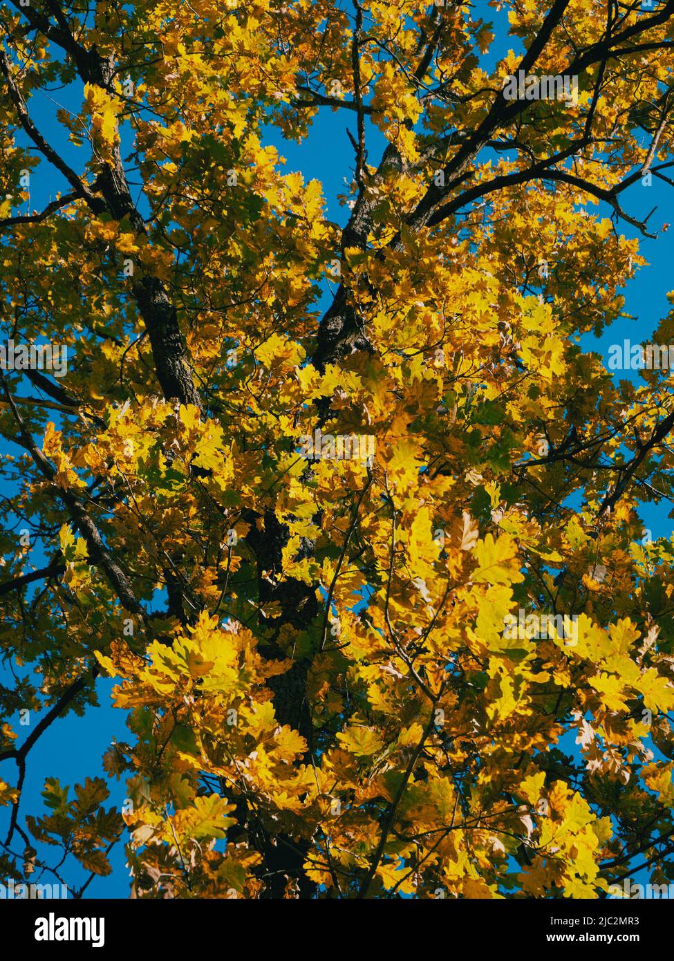 Branches of yellow leaves hi-res stock photography and images - Alamy