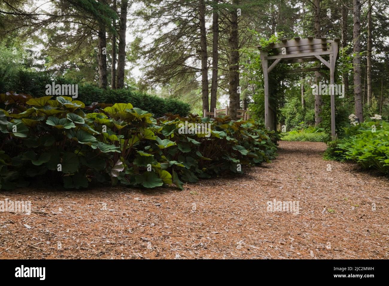 Cedar mulch footpath leading to wooden arbour in landscaped front yard garden in summer. Stock Photo