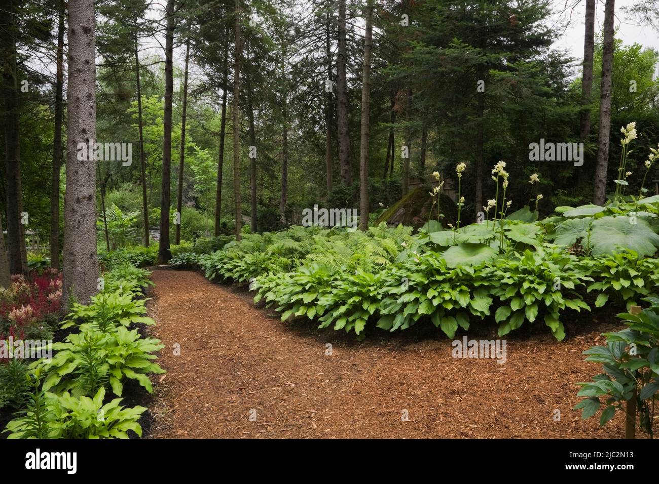Cedar mulch footpath in landscaped front yard garden in summer. Stock Photo