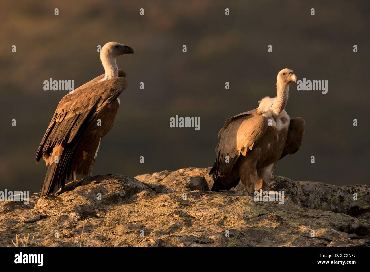 Griffon Vulture (Gyps fulvus) Buitre Leonado on a rock, Spain Stock Photo
