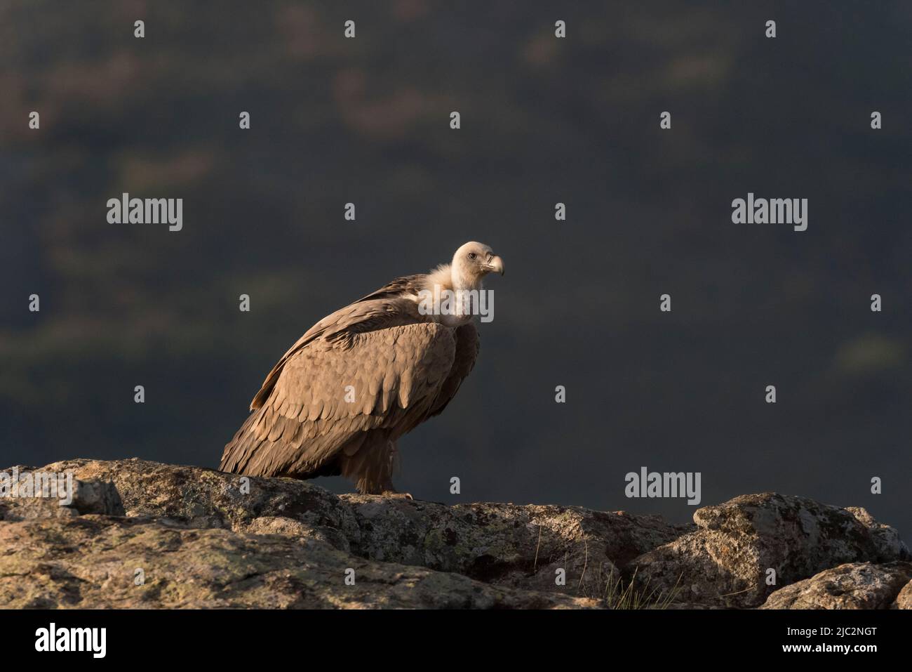 Griffon Vulture (Gyps fulvus) Buitre Leonado  on a rock, Spain Stock Photo