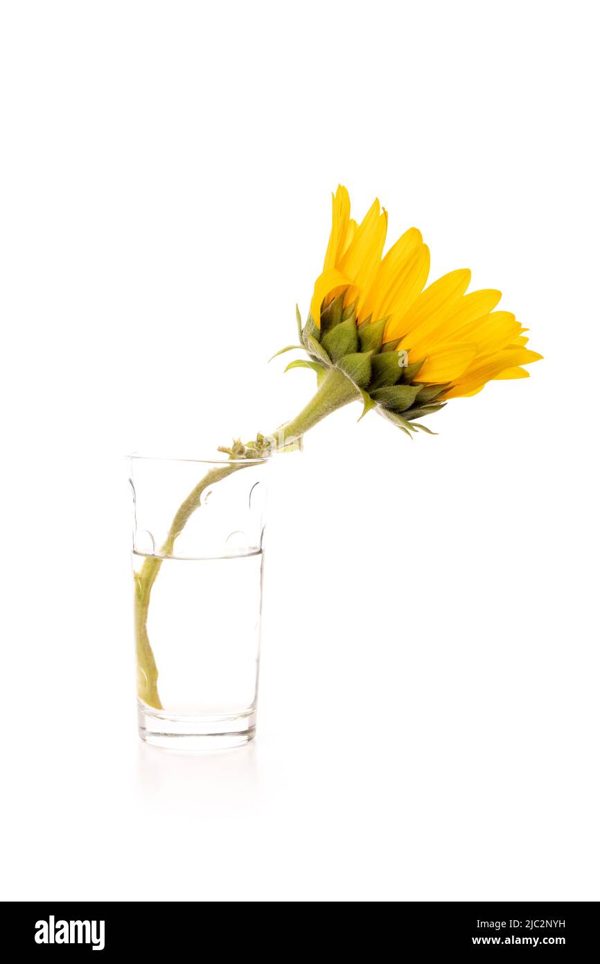 One yellow sunflower isolated on white background Stock Photo - Alamy