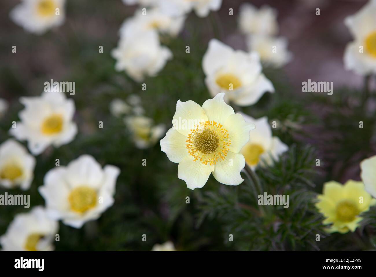 Pulsatilla alpina, alpine anemone, yellow wild flowers at the mountain meadow close-up.  Bunch of beautiful blooming flowers by spring day. Stock Photo