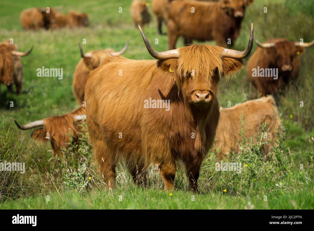 Highland cattle flock on Isle of Mull in sunny weather, Scotland Stock ...