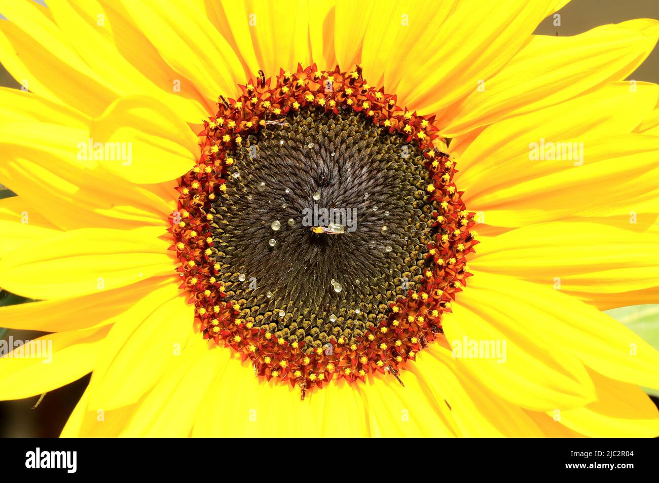 Close up of sunflower (Helianthus annuus ) with fresh dew drops Stock Photo