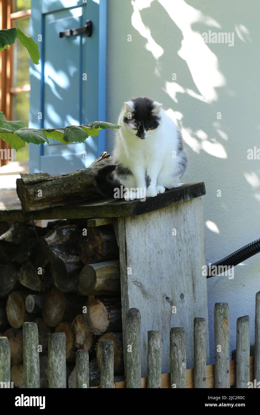 Black and white cat sitting on a pile of wood Stock Photo