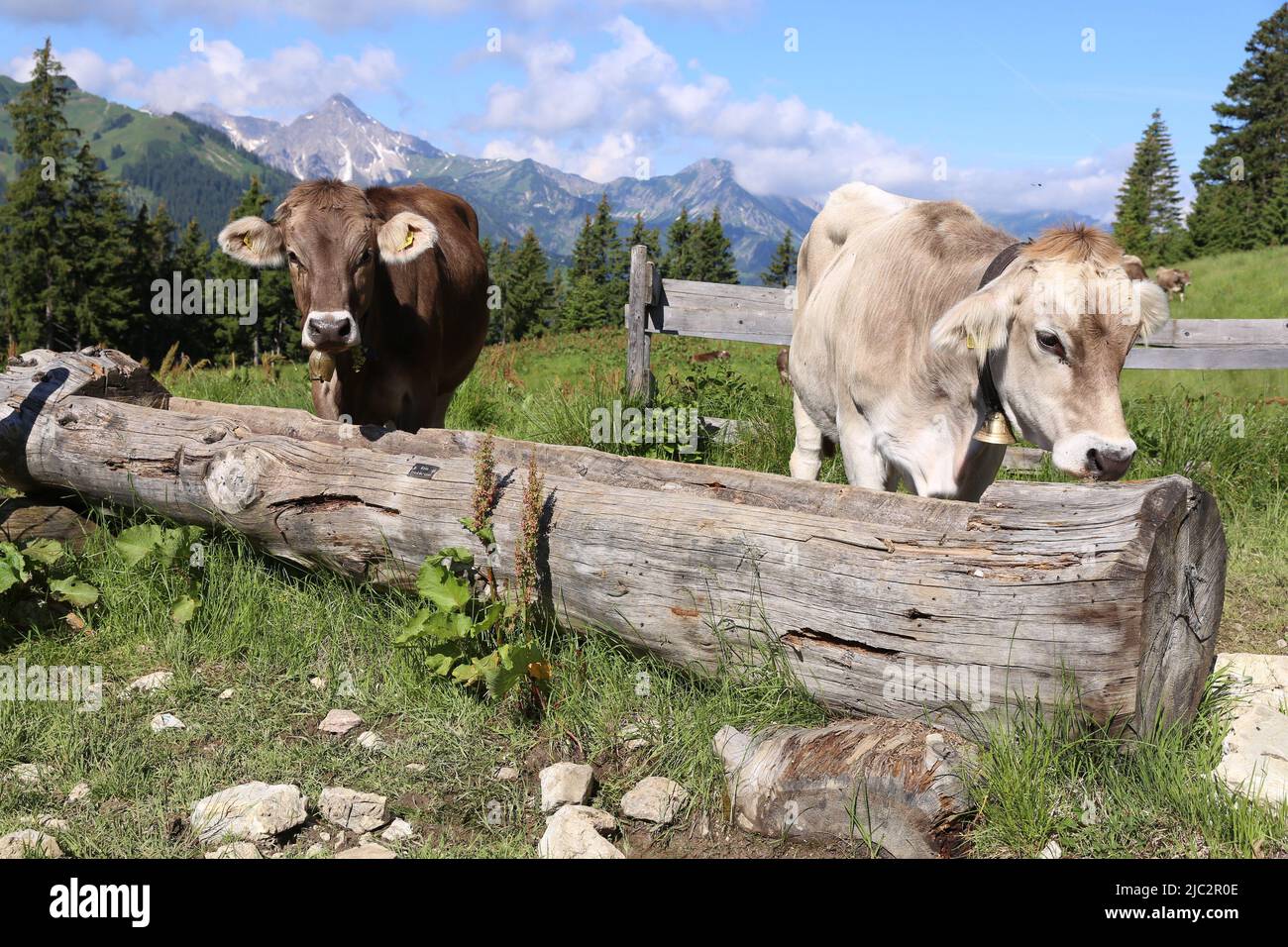Cows on a mountain pasture in the Tannheimer mountains Stock Photo