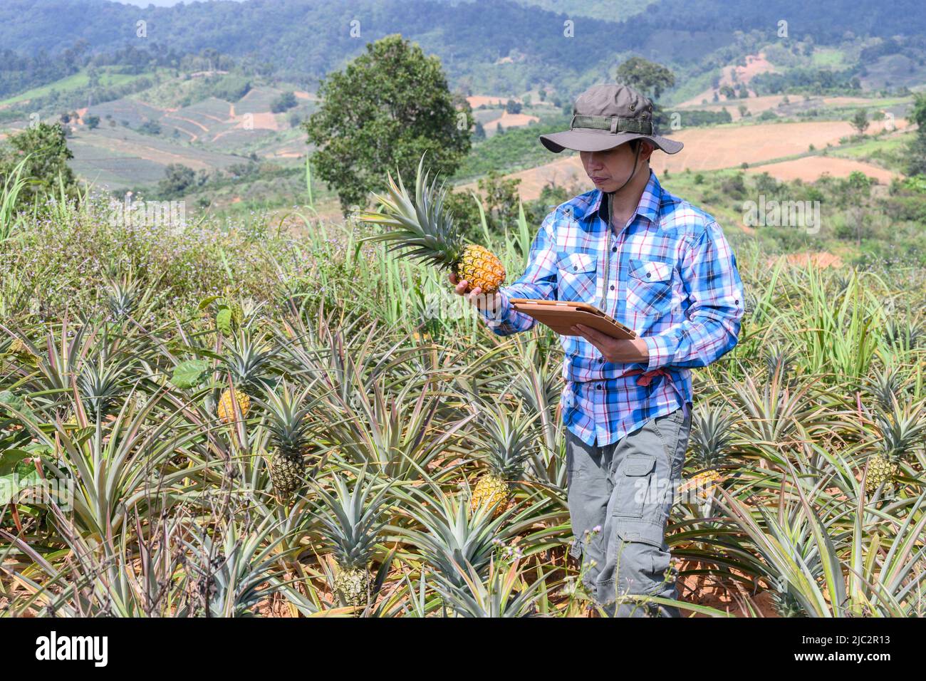 man on a field collects fruit harvest,farmer holds a pineapple in his hands and looks at the tablet.Agribusiness. agricultural engineer standing in a Stock Photo