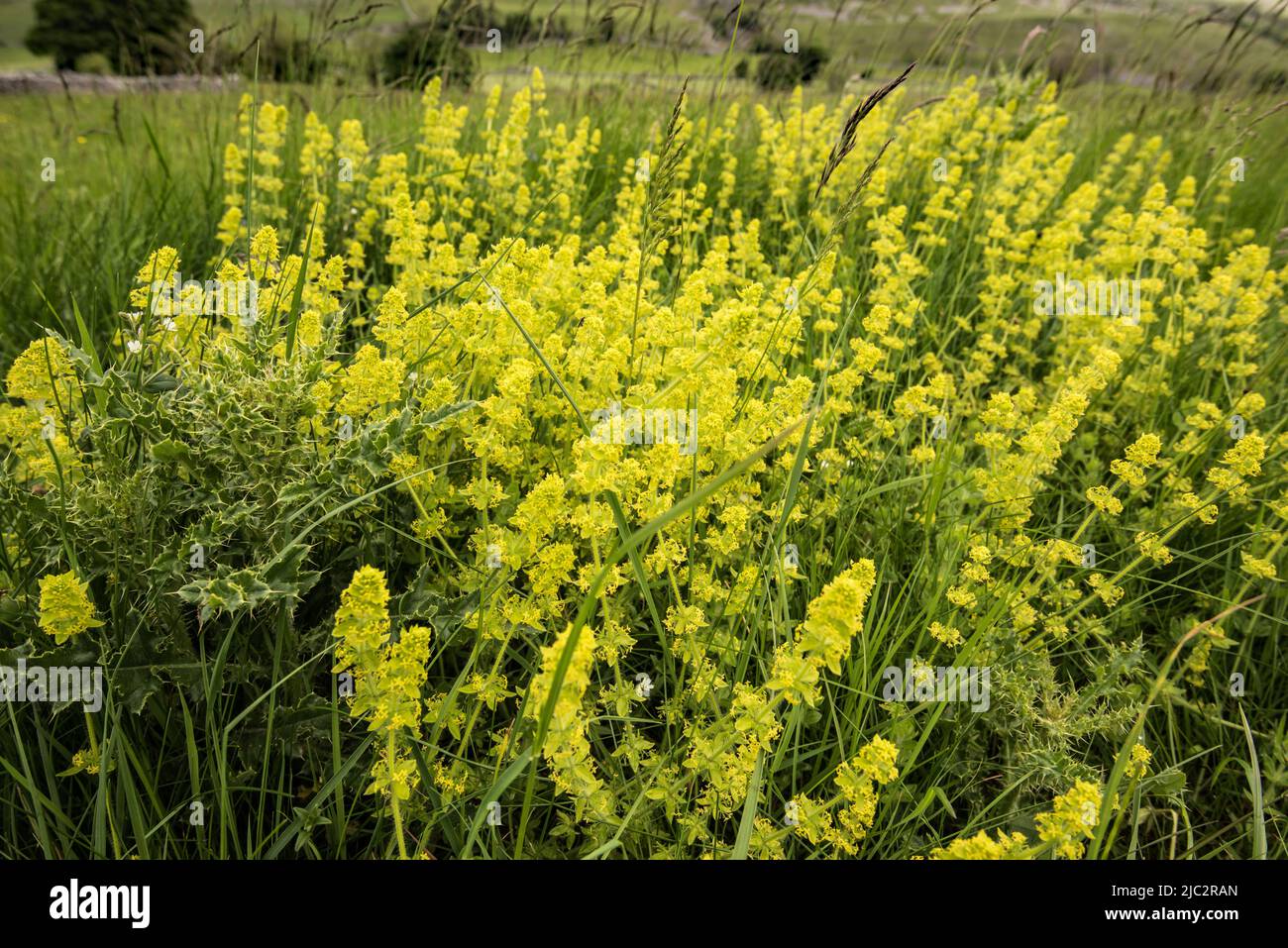 Narrow leaves that appear in whorls on angular stems hires stock