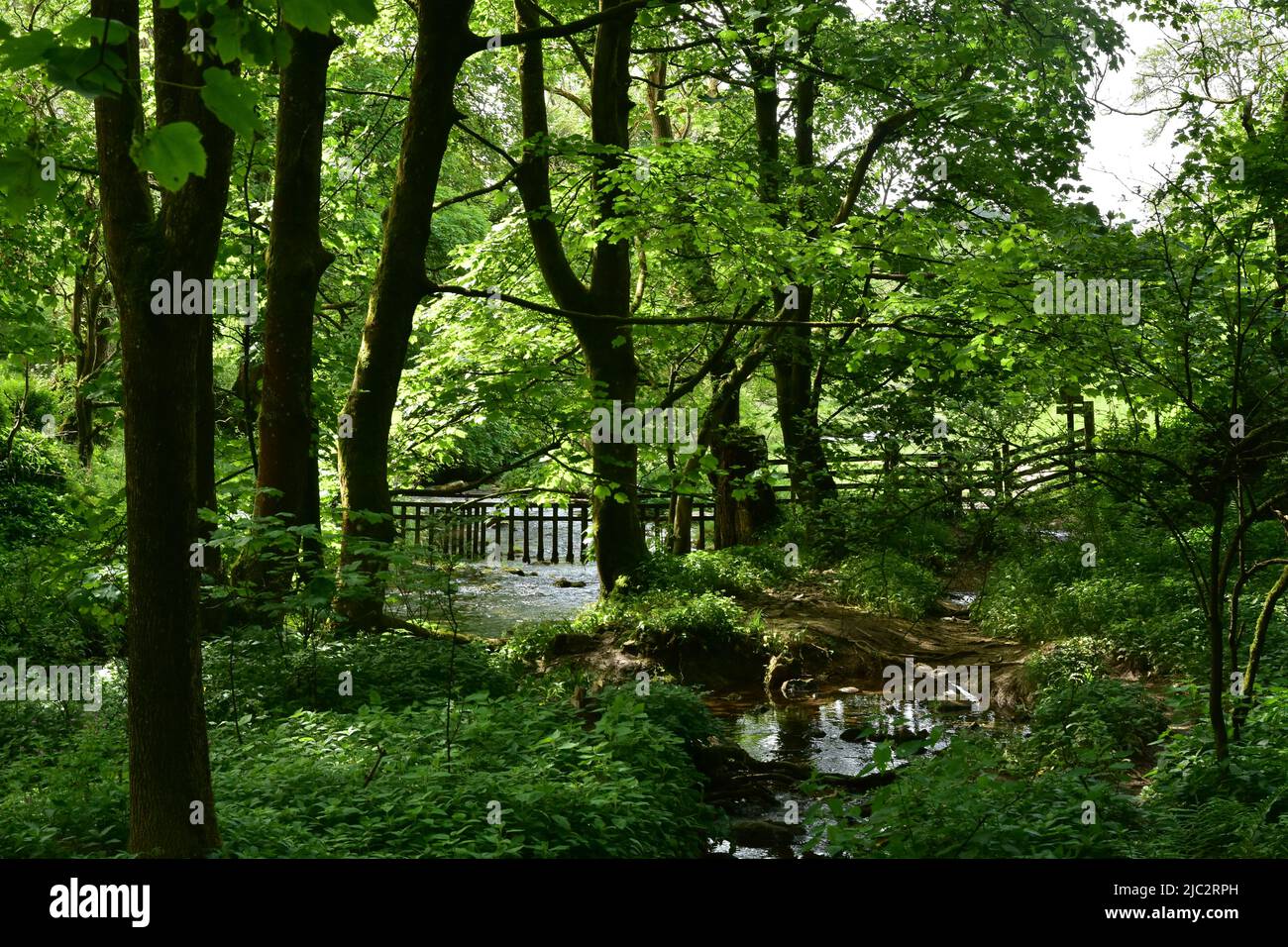 Malham, woods on the footpath to Foss, Yorkshire Dales Stock