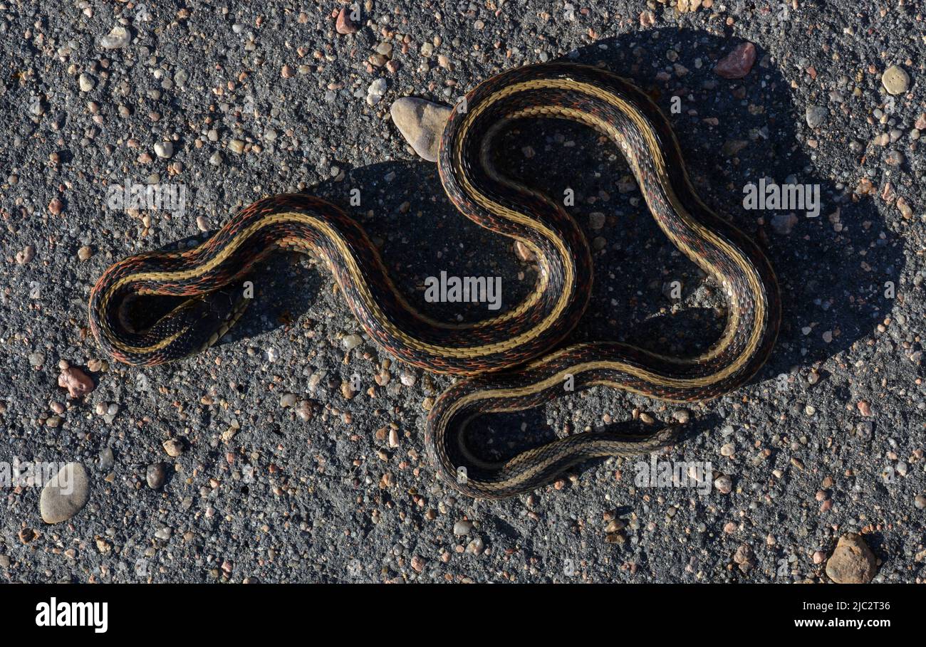 Red-sided Gartersnake (Thamnophis sirtalis parietalis) from Stafford County, Kansas, USA. Stock Photo